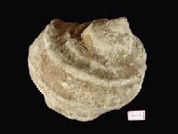 藏品(卷雲榮螺)的圖片